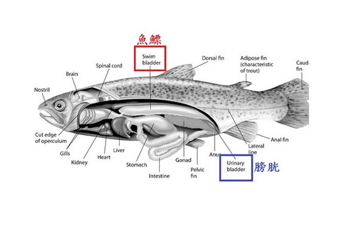 Ͱ׵ӢĶbladderװȰ״ࡣ