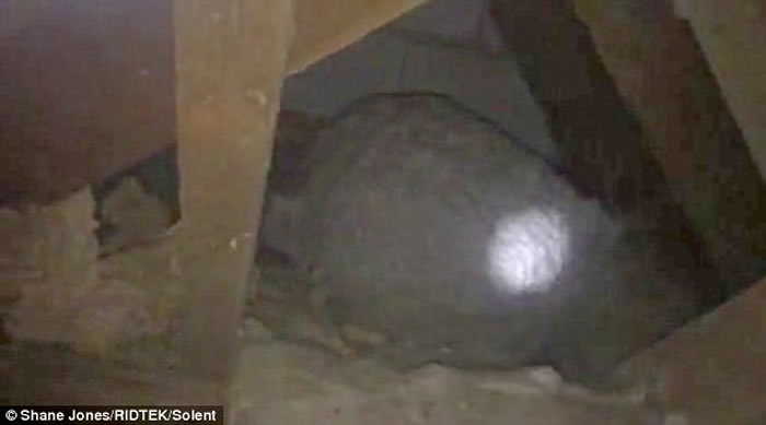 Ӣ�����տ�400����ʷ�ķ�����ҵ�ض�����ͷ䳲 ֱ����1��