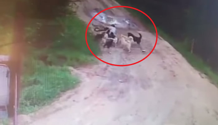 ����˹����ƽʱι�����˹� ����ȴ��12ֻ���˹�Ϯ������