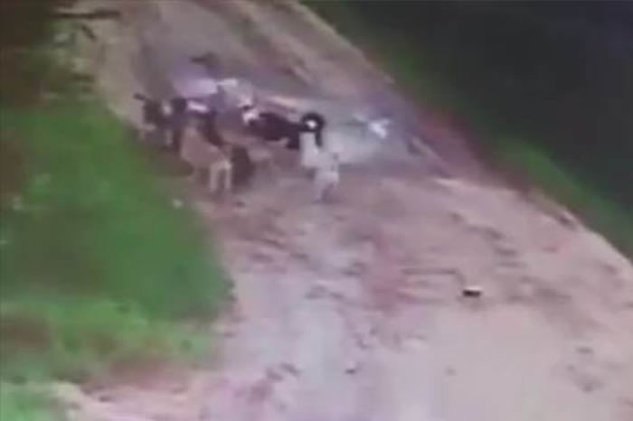 ����˹����ƽʱι�����˹� ����ȴ��12ֻ���˹�Ϯ������