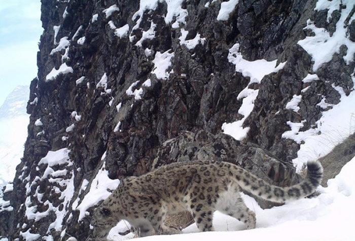 �����������׽��ѩ�����ټ�