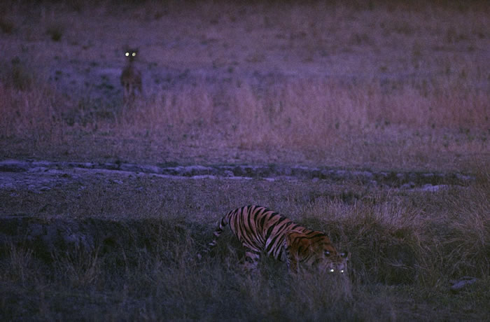 1996年,印度班达迦国家公园(Bandhavgarh National Park)中的老虎Bachhi与鹿。 PHOTOGRAPH BY MICHAEL NI