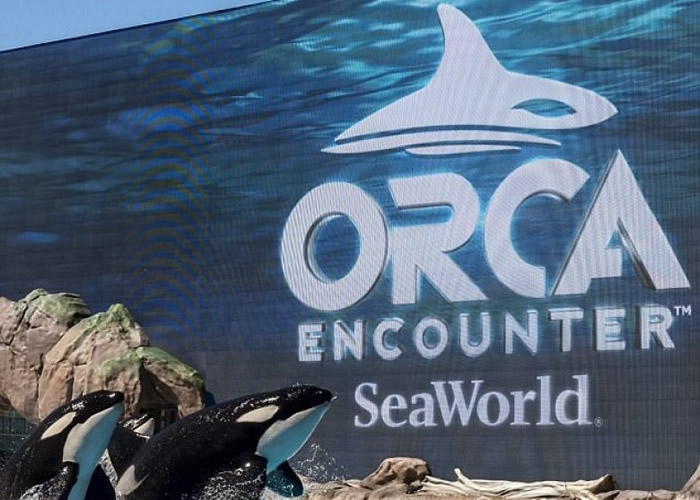 园方指新节目主要是着重教育,了解杀人鲸。