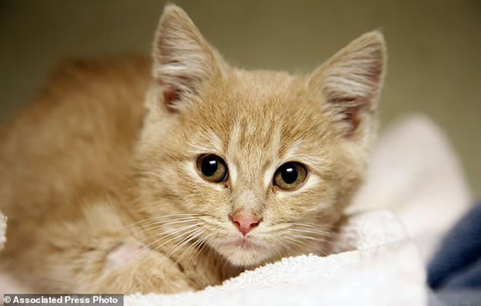 野生猫经历两次被人类驯养过程 最早在1万年前