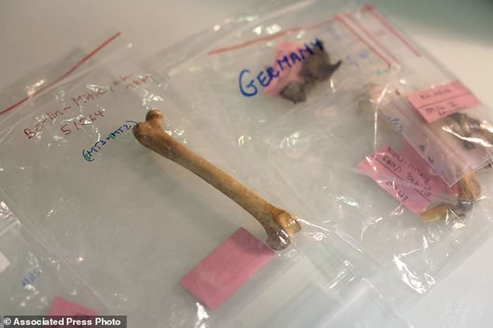 野生猫经历两次被人类驯养过程 最早在1万年前