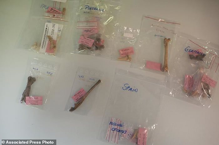 野生猫经历两次被人类驯养过程 最早在1万年前