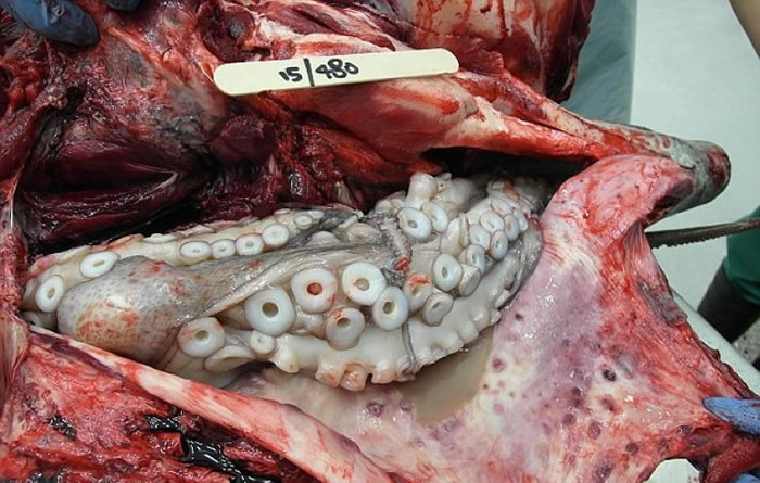 专家发现吉利根的气管及食道被触须梗塞,窒息致死。