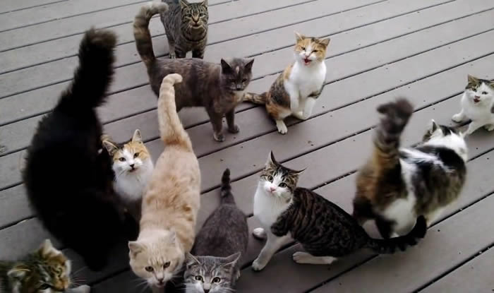 �����ڲ���˹����12ֻ����èÿ�����ſڵ�ũ��ؼ� һ�������������ϳ�