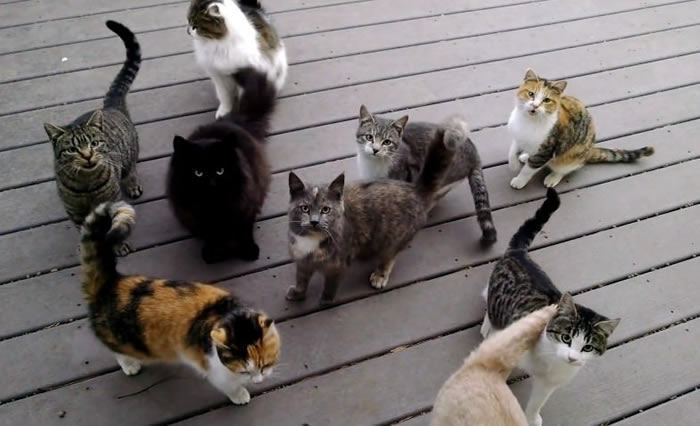 �����ڲ���˹����12ֻ����èÿ�����ſڵ�ũ��ؼ� һ�������������ϳ�