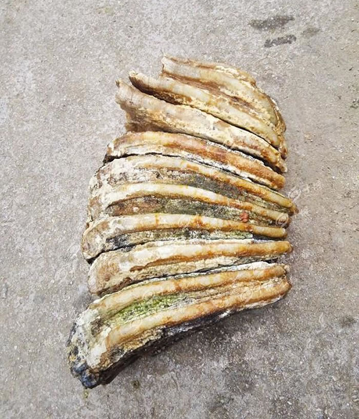 十堰丹江口发现1200万年前乳齿象臼齿化石