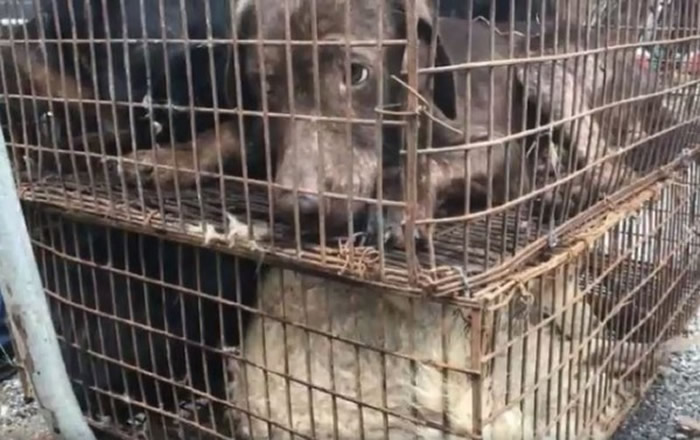 有些狗狗是偷来的,其中还有各种品种的狗儿,而它们待在笼子里等着被宰杀。