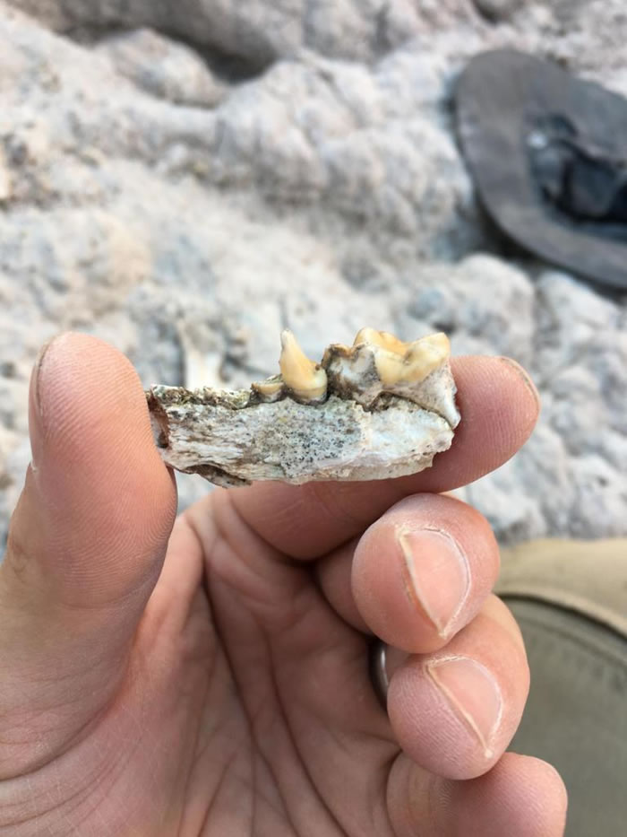 īǻʯѾֵ Enhydritherium terraenovaeˮ̡ PHOTOGRAPH BY JACK TSENG, UNIVE