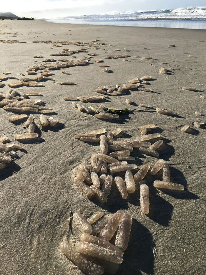火体虫突如其来的大量繁殖,让科学家摸不着头脑。 PHOTOGRAPH BY STEVE MOREY
