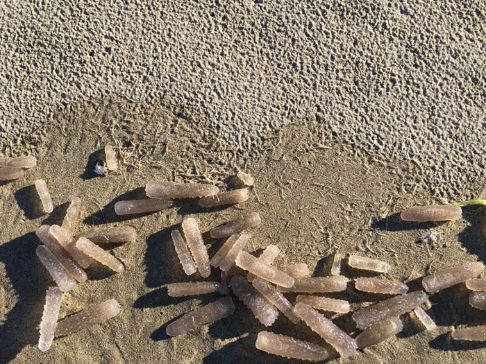 这类海洋生物因为会自己发光,因而得到「火体虫」这样的名称。 PHOTOGRAPH BY STEVE MOREY