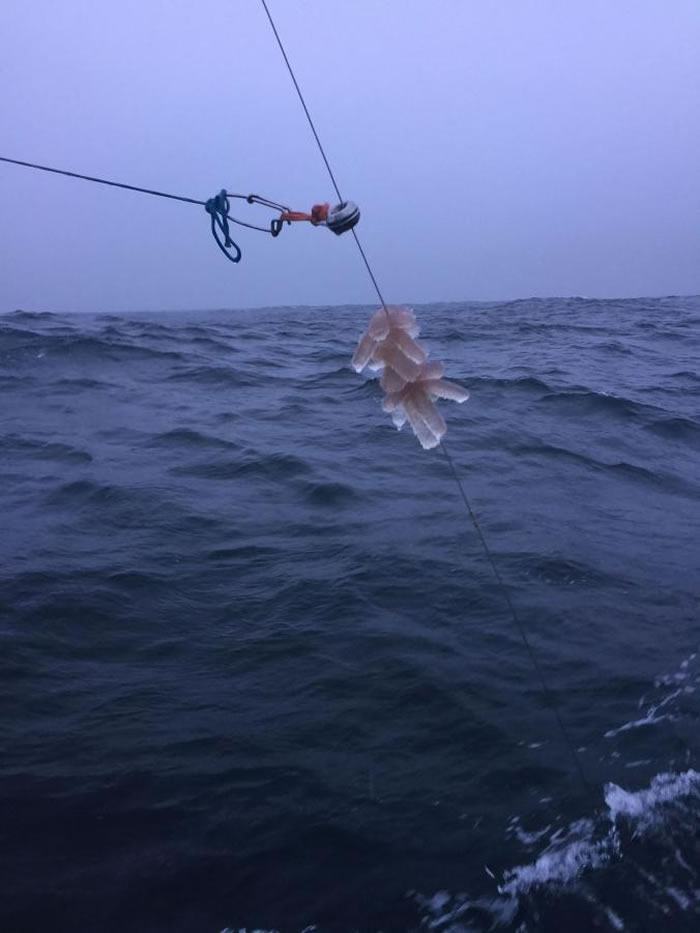 火体虫会黏在鱼网和鱼线上。 PHOTOGRAPH BY MOSES P. JOHNSON