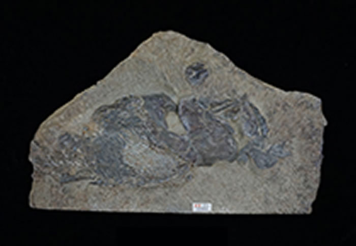 �λù��㣨ͷ������ģ�ͣ�