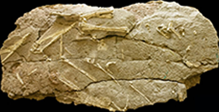 ��ɽ����������������ʯ��