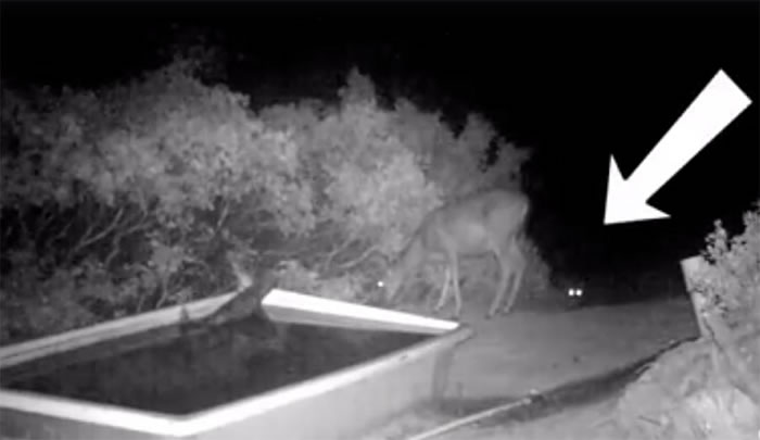 美国加州野生动物爱好者利用相机陷阱拍摄到罕见一幕:山狮扑倒一头鹿