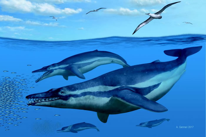 美国南卡罗莱纳州发现3000万年前新物种须鲸化石 为弄清鲸须进化提供新视角