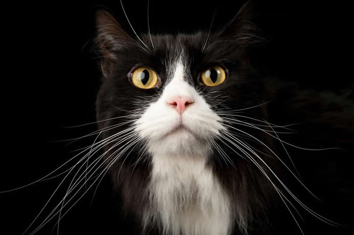 ڲ˹ֿУLincoln׶˵ЭᣨCapital Humane Society׿˹ѥӽGeneral Boots PHOTO