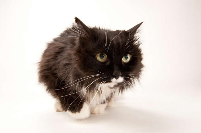 ֻèӰƺ̫ˡ PHOTOGRAPH BY JOEL SARTORE, NATIONAL GEOGRAPHIC PHOTO ARK