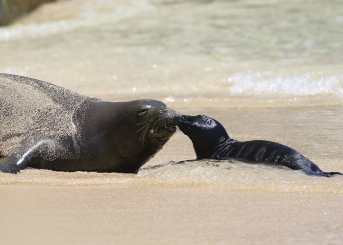 逾40年首次 美国夏威夷濒危僧海豹在著名威基基海滩诞下海豹宝宝