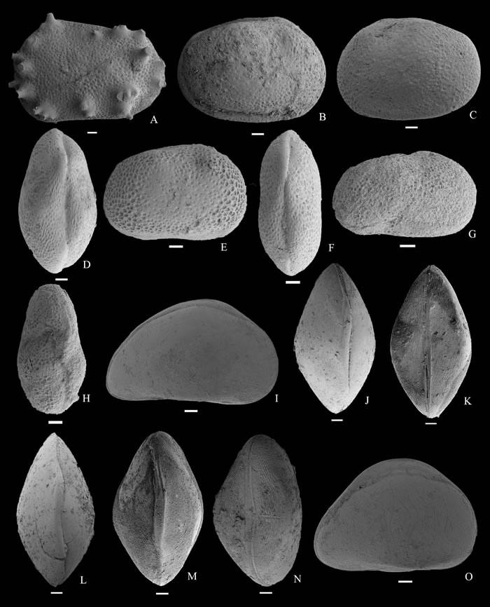 松辽盆地晚白垩世部分介形类化石属种 标尺=100 μm