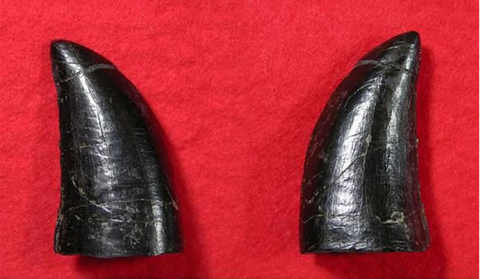 �ձ��ܱ��������8000����ǰ���Ѽ͵ز��з��ִ���ʳ��������ݻ�ʯ �������ư�����