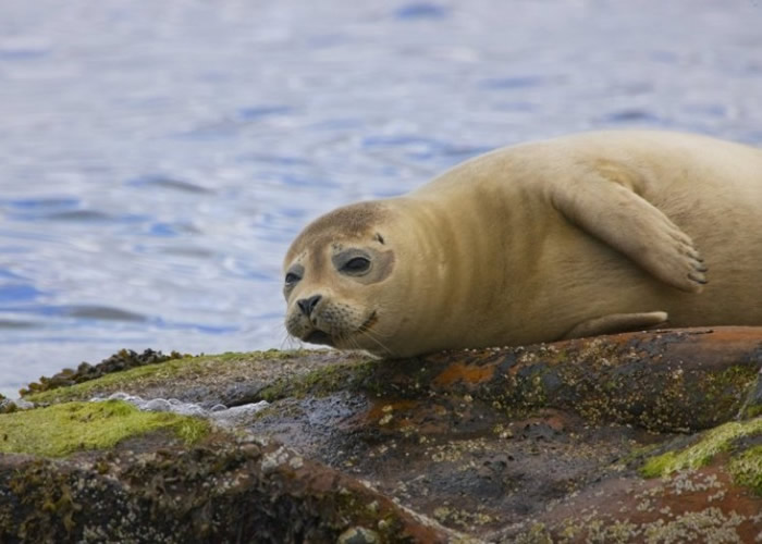 英国Waitrose超市的养殖场不想三文鱼被猎食而枪杀海豹