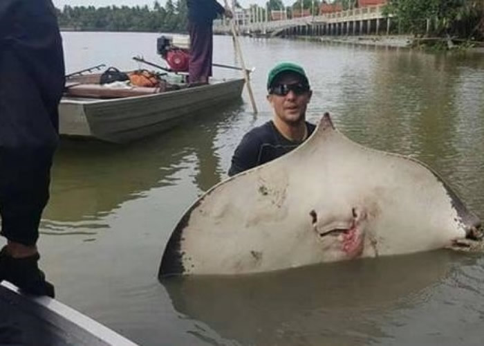 ��Ӣ���ο����ðѧ�ߣ��Ƿ�����ħ�������ġ�