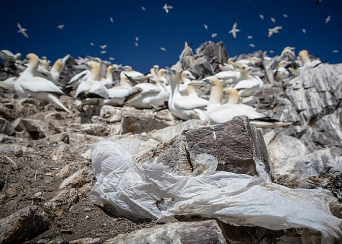 ��̲������������