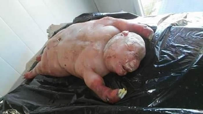 南非东开普省母羊诞下畸形死胎 居民惊系人兽交产物