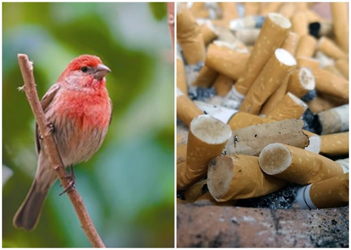 墨西哥国立自治大学研究发现美洲家朱雀会以毒攻毒 烟蒂筑巢杀死寄生虫