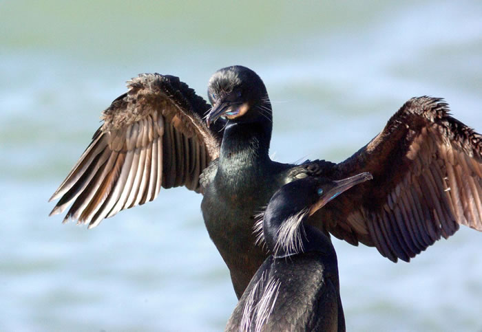 新研究指出有若干基因可能与加拉帕戈斯鸬鹚丧失飞行能力有关