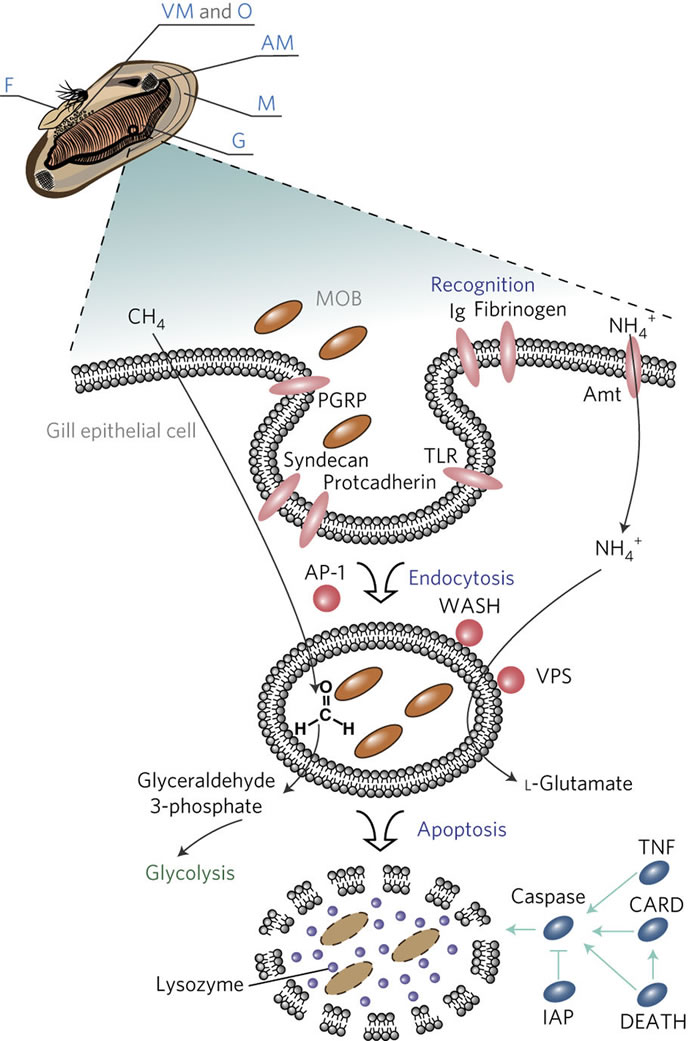 深海贻贝(青口)是浅海贻贝的后裔 祖先在1亿1千万年前移居到深海