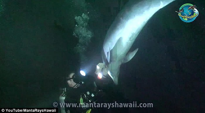 蝠鱝研究者凯勒•拉罗斯(Keller Laros)海洋奇遇:被鱼线缠身海豚高频呼SOS