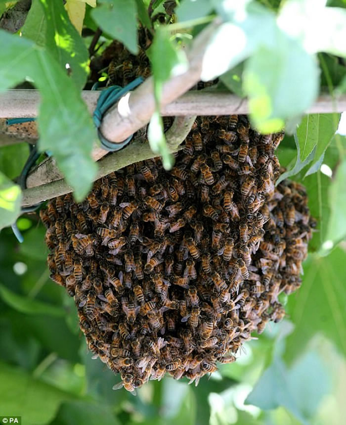 Ӣ����עҰ��������ʿΪ����ȸ����Ϣ���������� ȴ������ռ��