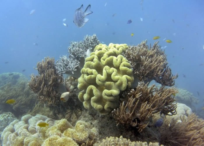 大堡礁的社会及经济价值十分高。(资料图片)