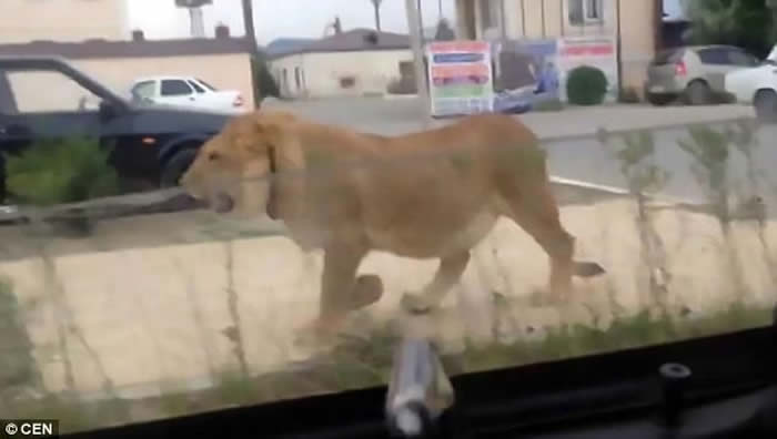 ����˹�Ｊ˹̹���͹����Ӱ�ʨ�ӵ����� ��ҡ����ɢ������