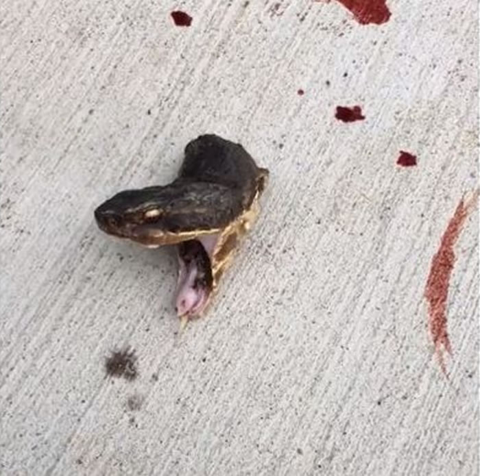 蛇的头部被斩断仍奋力的张合着嘴