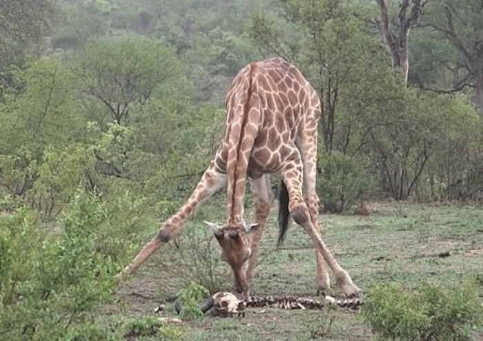 南非克鲁格国家公园拍到长颈鹿竟然在吃水牛骨头?原来为补充钙质