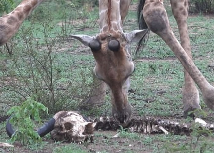 南非克鲁格国家公园拍到长颈鹿竟然在吃水牛骨头?原来为补充钙质