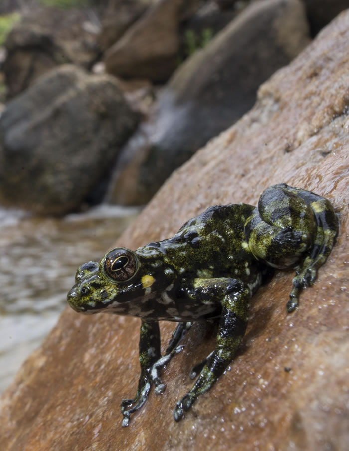 ���µ������������ʾ��ռ������������88%��������Ҫ����֦�е����ֶ��ڷ������������ʧ�Ĵ����֮��ͬʱ���֡���ͼƬ��Դ��Brian Freiermuth��