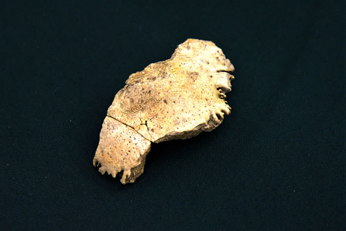 丁村人枕骨化石