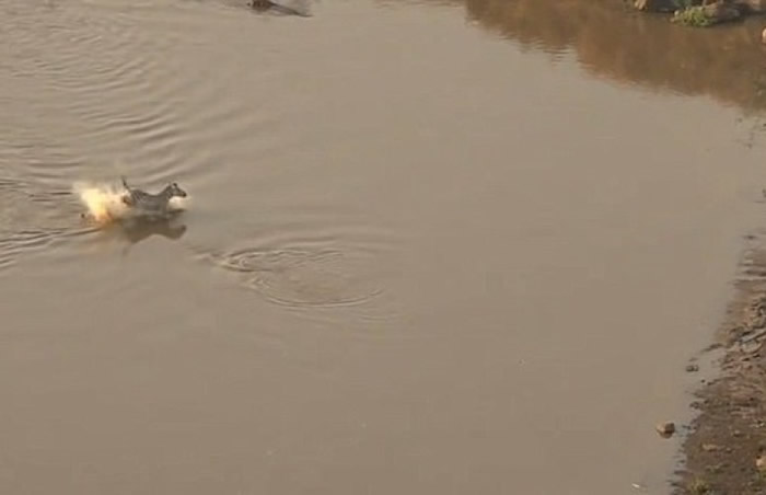 肯尼亚野生动物保护区斑马渡河逃出鳄鱼口 转眼却成狮子大餐