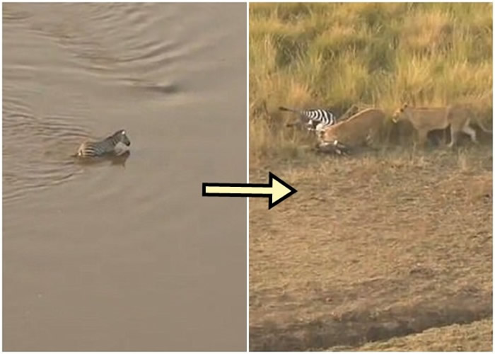 肯尼亚野生动物保护区斑马渡河逃出鳄鱼口 转眼却成狮子大餐