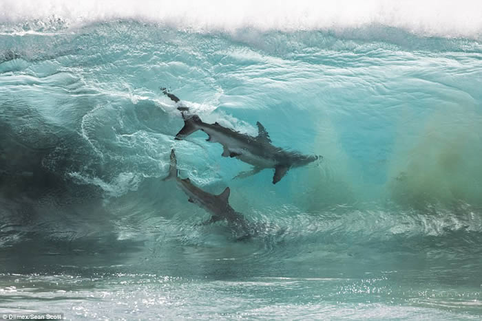 澳洲西澳省红崖沙滩短尾真鲨游近嬉水小孩 大群鲨鱼附近游荡