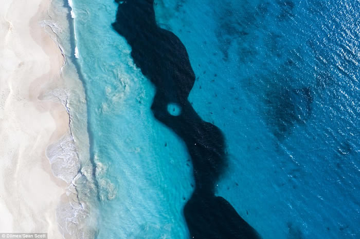 澳洲西澳省红崖沙滩短尾真鲨游近嬉水小孩 大群鲨鱼附近游荡