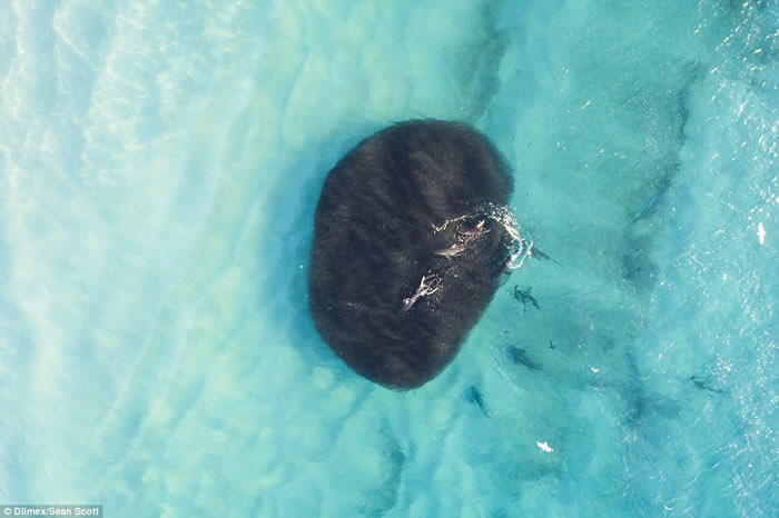 澳洲西澳省红崖沙滩短尾真鲨游近嬉水小孩 大群鲨鱼附近游荡