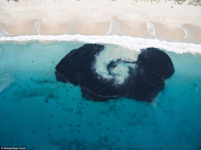 澳洲西澳省红崖沙滩短尾真鲨游近嬉水小孩 大群鲨鱼附近游荡